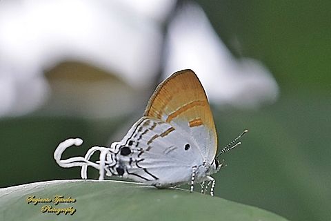 Fluffy Tit butterfly, Zeltus amasa pompaedius  Fluffy tit,Geotagged,Indonesia,Winter,Zeltus amasa