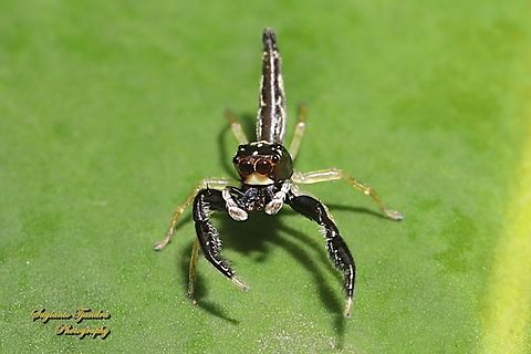 Jumping spider,  Indopadilla sp., family Salticidae w/prey  Geotagged,Indonesia,Winter