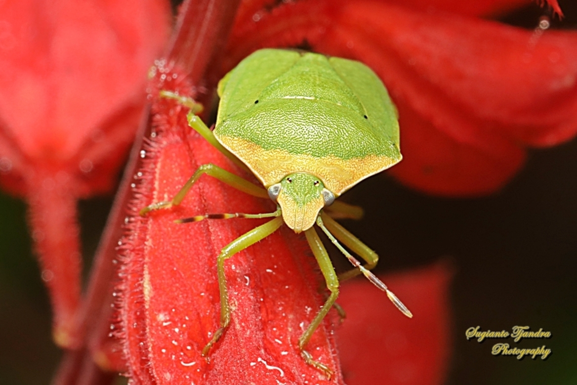 Green Stink Bug, Chinavia hilaris (???), family Pentatomidae  Geotagged,Indonesia,Nezara viridula,Southern green stink bug,Winter