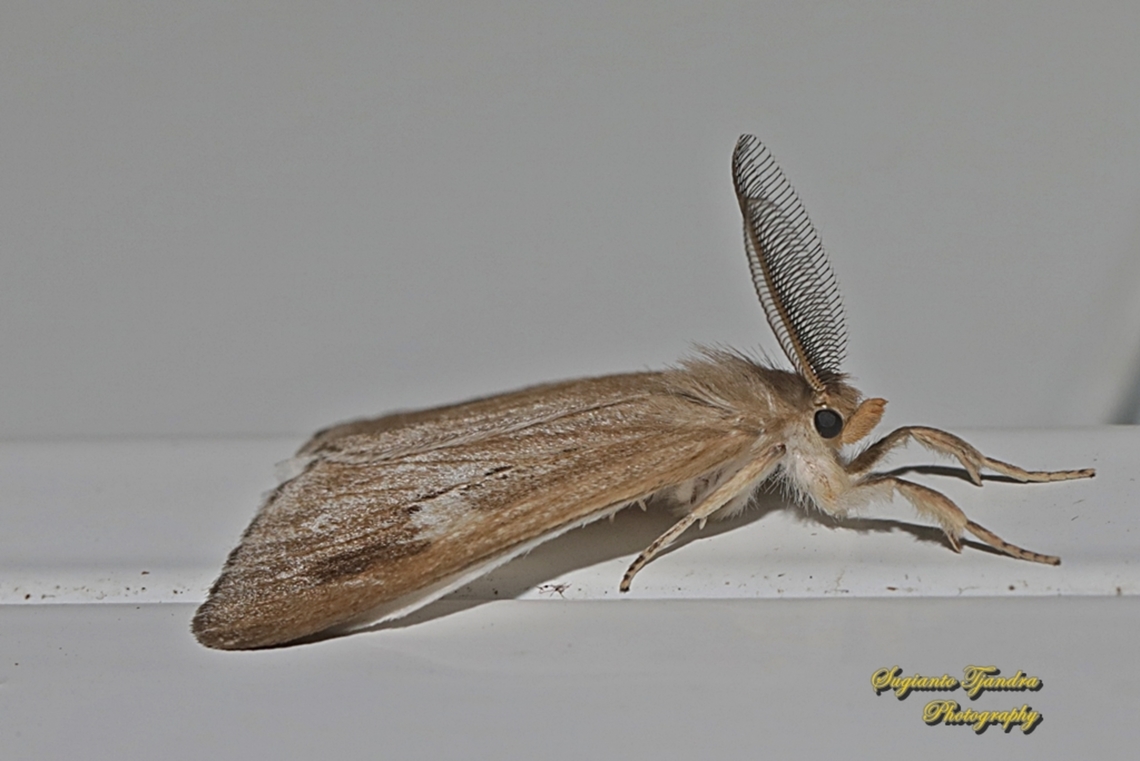 Tussock Moth, Lymantriinae  Geotagged,Indonesia,Winter