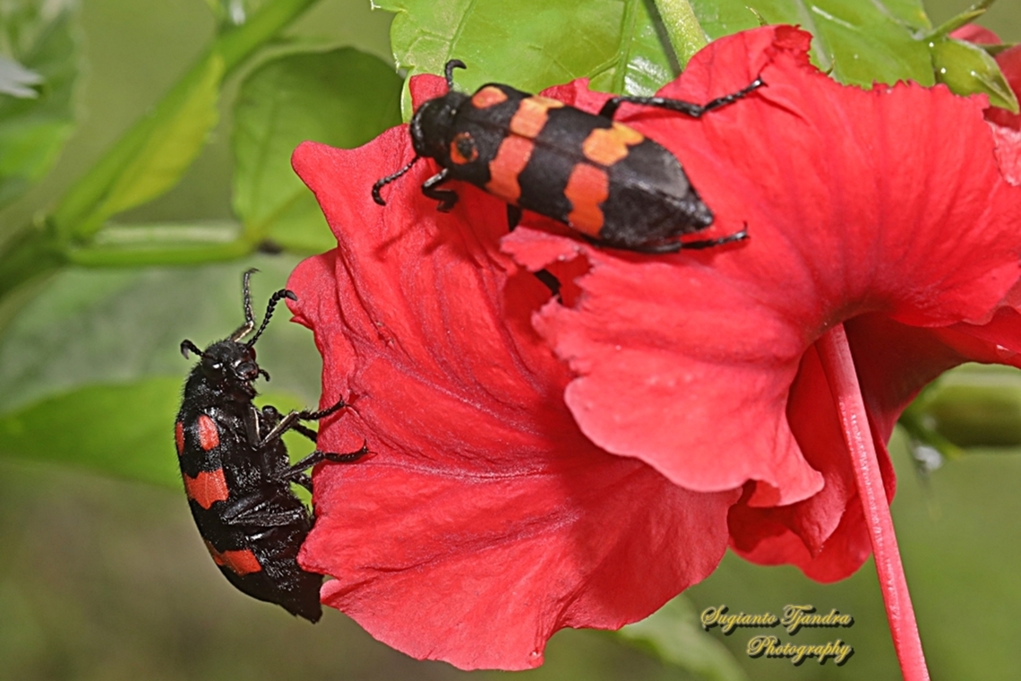 Blister Beetle. Hycleus biundulatus, family Meloidae  Geotagged,Hycleus biundulatus,Indonesia,Winter