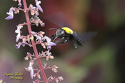 Black Gold Carpenter Bee Xylocopa confusa "looking for nectar on the Coleus flower, Coleus scutellarioides"  Geotagged,Indonesia,White-cheeked Carpenter Bee,Winter,Xylocopa confusa