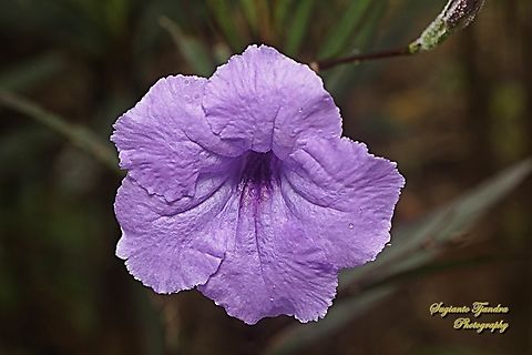 Mexican petunia flower, Ruellia simplex  Geotagged,Indonesia,Ruellia simplex,Winter