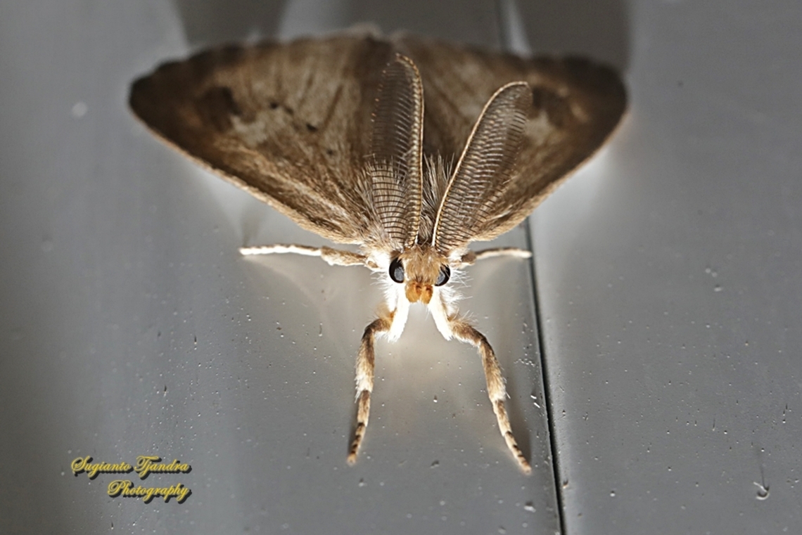 Tussock Moth, Lymantriinae  Geotagged,Indonesia,Winter