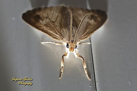 Tussock Moth, Lymantriinae  Geotagged,Indonesia,Winter