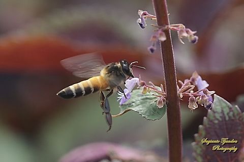 Black Giant Honey Bee, Apis dorsata "looking for nectar on the Coleus flower, Coleus scutellarioides"  Apis dorsata,Geotagged,Giant honey bee,Indonesia,Winter