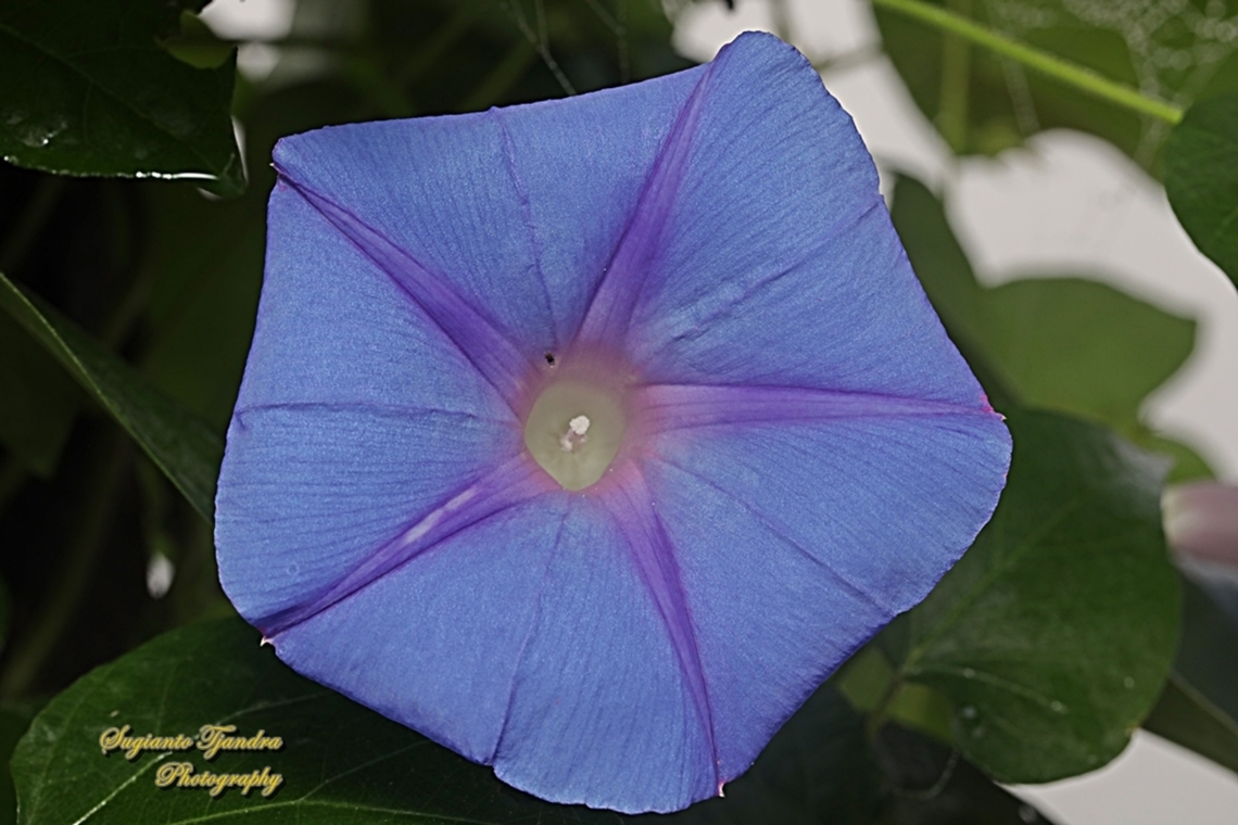 Oceanblue Morning Gloey, Ipomoea indica  Blue Morning Glory,Geotagged,Indonesia,Ipomoea indica,Winter