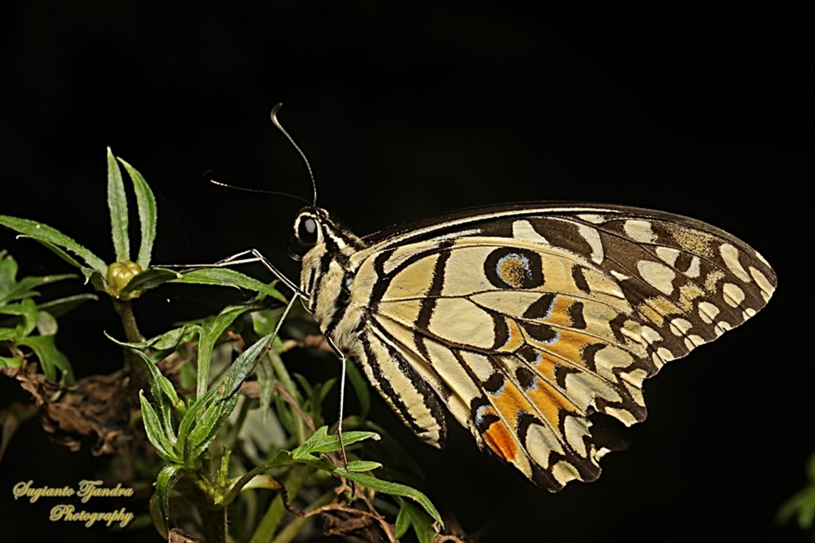 Common Lime butterfly (Papilio demoleus)  Geotagged,Indonesia,Lime Swallowtail,Papilio demoleus,Winter
