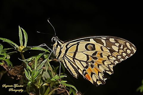Common Lime butterfly (Papilio demoleus)  Geotagged,Indonesia,Lime Swallowtail,Papilio demoleus,Winter