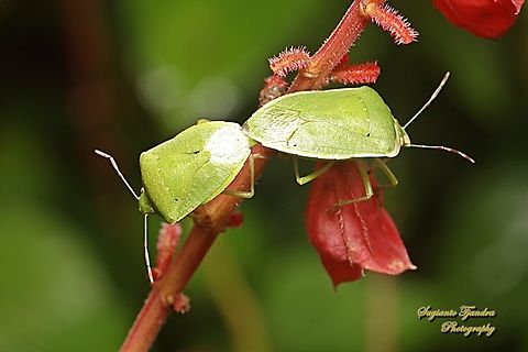 Green Stink Bug, Nezara viridula, family Pentatomidae "mating"  Geotagged,Indonesia,Nezara viridula,Southern green stink bug,Winter