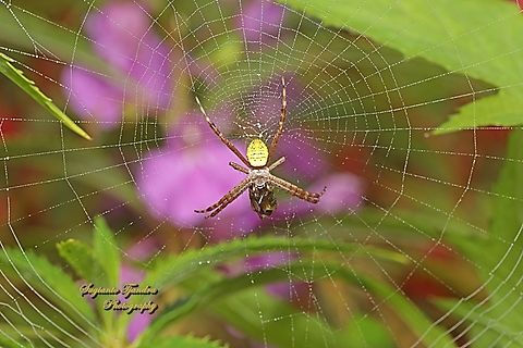 Orb-weaving spider, Argiope Sp.,  family Araneidae w/prey  Geotagged,Indonesia,Winter