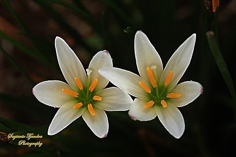 White Rain-lily flower, Zephyranthes candida, family Amaryllidaceae  Geotagged,Indonesia,White Rain-Lily,Winter,Zephyranthes candida