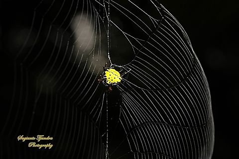 Hasselt's spiny spider, Macracantha haselti, formerly Gasteracantha hasselti, family Araneidae  Geotagged,Hasselt's Spiny Spider,Indonesia,Macracantha hasselti,Winter