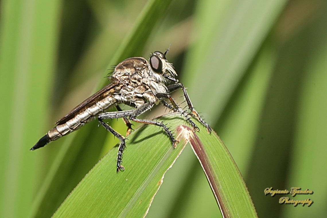 Black Robber fly, Philodicus Sp., family Asilidae  Geotagged,Indonesia,Winter