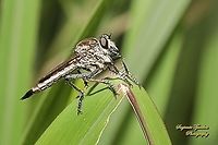 Black Robber fly, Philodicus Sp., family Asilidae  Geotagged,Indonesia,Winter
