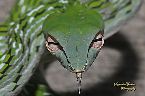 Oriental whip-snake, Ahaetulla prasina, family Colubridae  Ahaetulla prasina,Geotagged,Indonesia,Oriental whipsnake,Winter