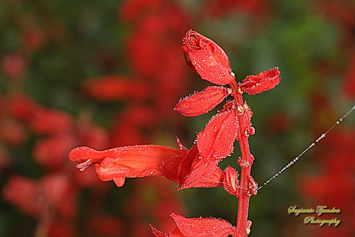 Scarlet Sage flower, Salvia splendens  Geotagged,Indonesia,Salvia splendens,Winter