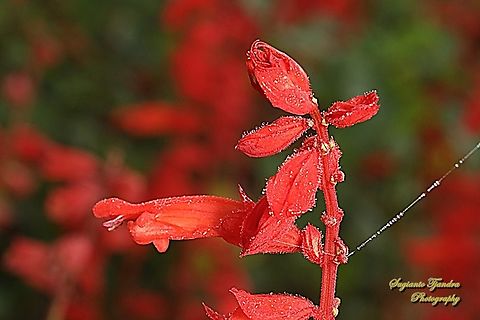 Scarlet Sage flower, Salvia splendens  Geotagged,Indonesia,Salvia splendens,Winter