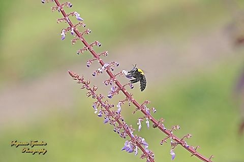 Black Gold Carpenter Bee Xylocopa confusa "sucking nectar on the Coleus flower, Coleus scutellarioides"  Geotagged,Indonesia,White-cheeked Carpenter Bee,Winter,Xylocopa confusa