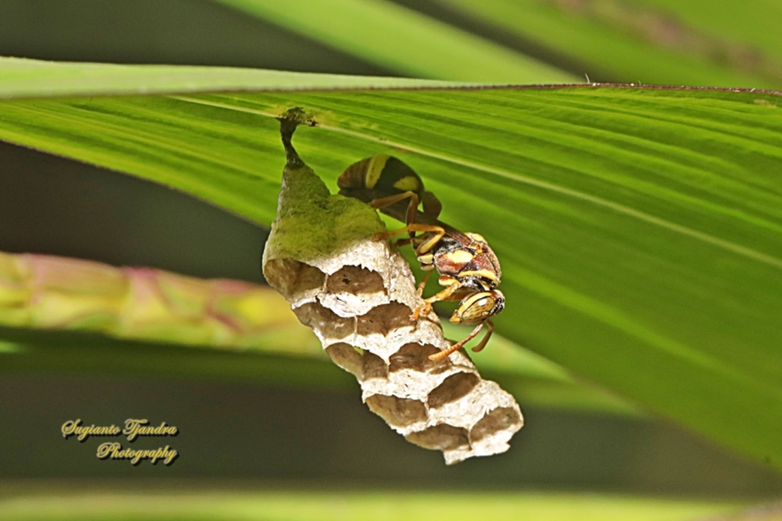 Paper wasp, Ropalidia fasciata, family Vespidae  Geotagged,Indonesia,Ropalidia fasciata,Winter