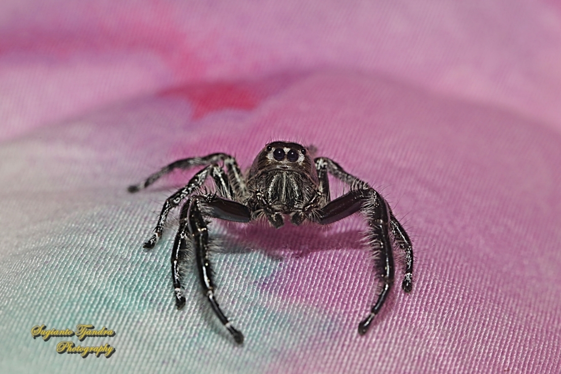 Jumping Spider, Hyllus diardi, family Salticidae - Male  Geotagged,Hyllus diardi,Indonesia,Winter