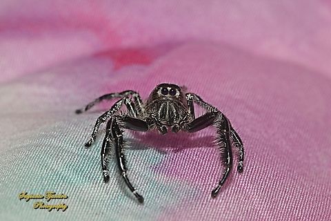 Jumping Spider, Hyllus diardi, family Salticidae - Male  Geotagged,Hyllus diardi,Indonesia,Winter