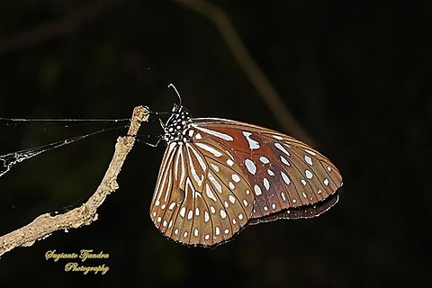 Dark Blue Tiger butterfly, Tirumala septentrionis ssp myrsilos  Dark Blue Tiger,Geotagged,Indonesia,Tirumala septentrionis,Winter