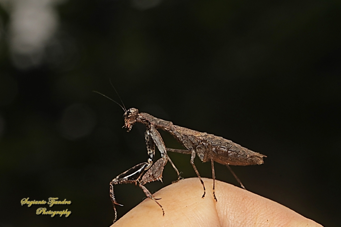 Brown rustic mantis (unknown species)  Geotagged,Indonesia,Winter