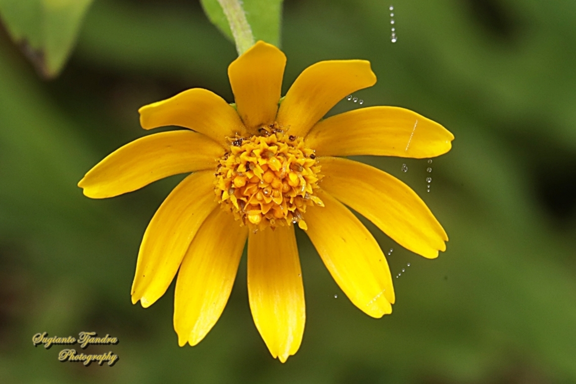 Trailing Daisy, Sphagneticola trilobata, family Asteraceae  Geotagged,Indonesia,Sphagneticola trilobat,Sphagneticola trilobata,Winter