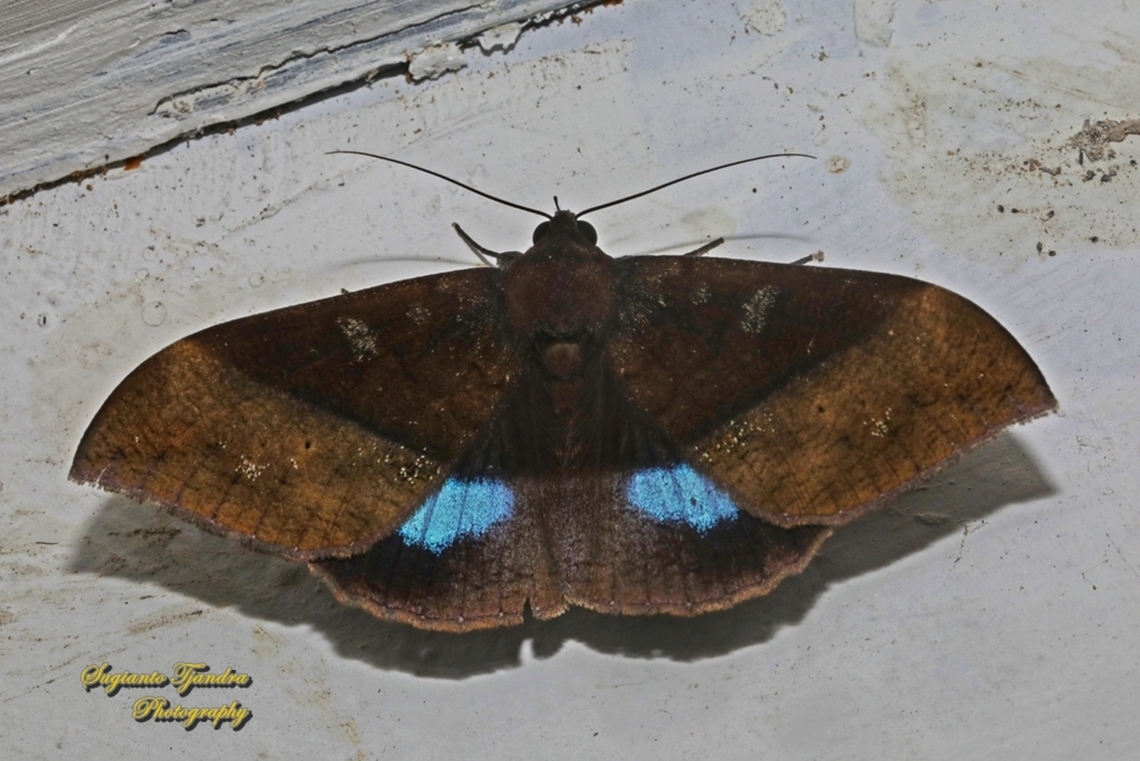 Moth, Ischyja manlia, family noctuidea  Geotagged,Indonesia,Ischyja manlia,National Moth Week 2022,Winter,moth week 2022