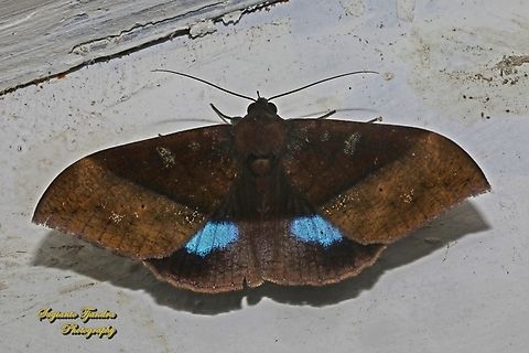 Moth, Ischyja manlia, family noctuidea  Geotagged,Indonesia,Ischyja manlia,National Moth Week 2022,Winter,moth week 2022