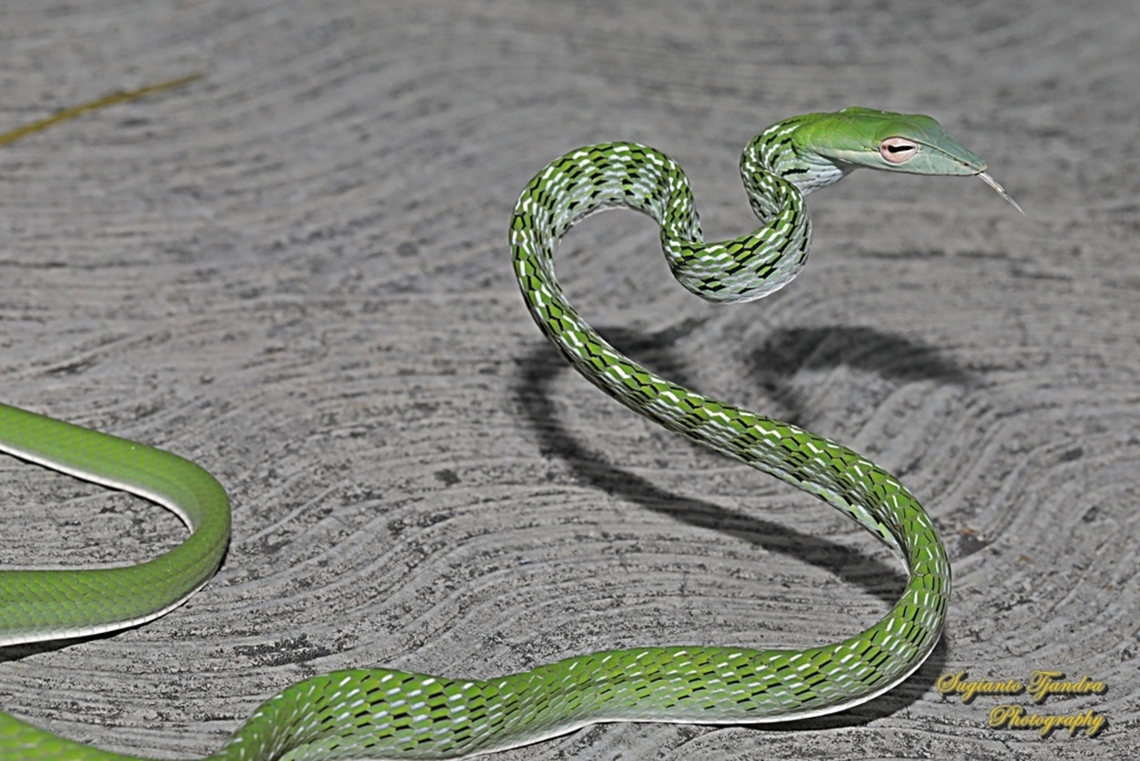 Oriental whip-snake, Ahaetulla prasina, family Colubridae  Ahaetulla prasina,Geotagged,Indonesia,Oriental whipsnake,Winter