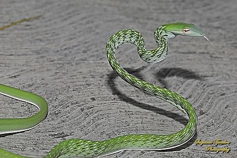 Oriental whip-snake, Ahaetulla prasina, family Colubridae  Ahaetulla prasina,Geotagged,Indonesia,Oriental whipsnake,Winter