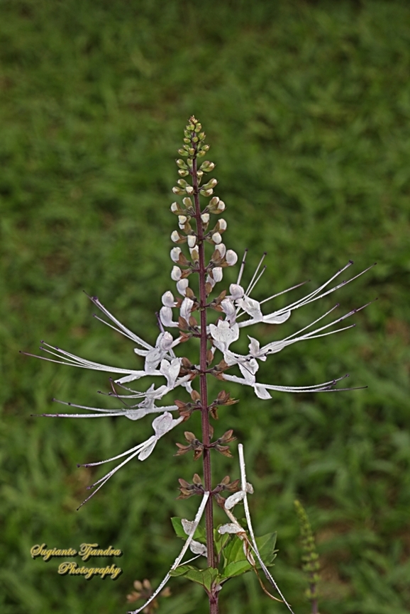 Kumis Kucing flowers, Orthosiphon aristatus, family of Lamiaceae  (Labiatae)  Cat's Whiskers,Geotagged,Indonesia,Orthosiphon aristatus,Winter