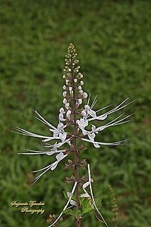 Kumis Kucing flowers, Orthosiphon aristatus, family of Lamiaceae  (Labiatae)  Cat's Whiskers,Geotagged,Indonesia,Orthosiphon aristatus,Winter