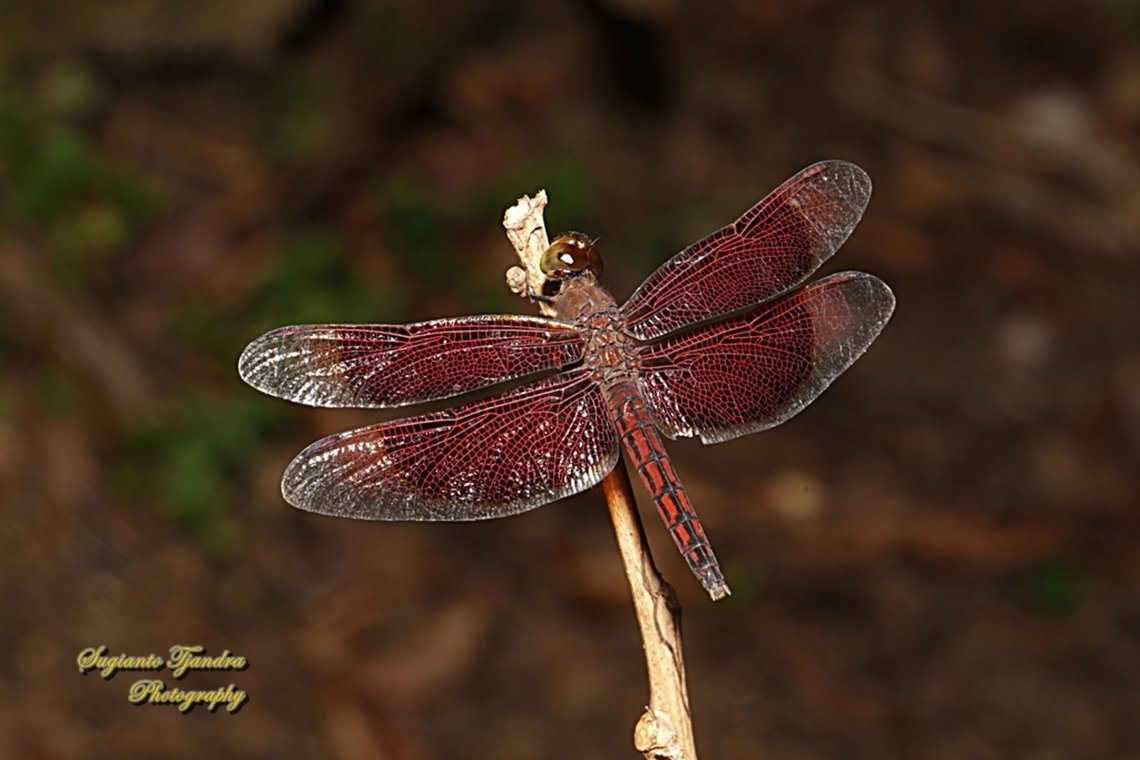 Red Percher Dragonfly (Neurothemis ramburii) - male  Geotagged,Indonesia,Neurothemis ramburii,Winter
