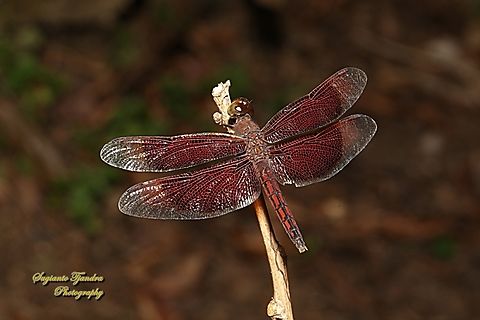 Red Percher Dragonfly (Neurothemis ramburii) - male  Geotagged,Indonesia,Neurothemis ramburii,Winter
