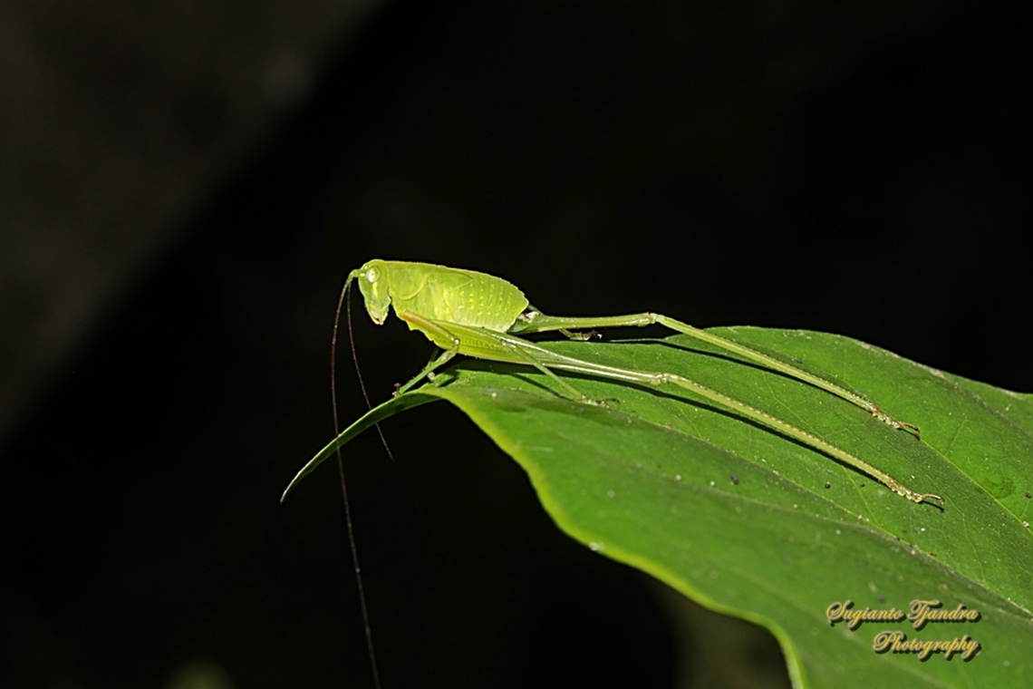 Leaf katydid nymph, subfamily Phaneropterinae, Tettigoniidae  Geotagged,Indonesia,Winter