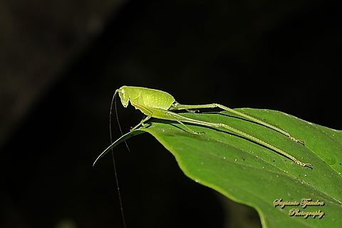 Leaf katydid nymph, subfamily Phaneropterinae, Tettigoniidae  Geotagged,Indonesia,Winter