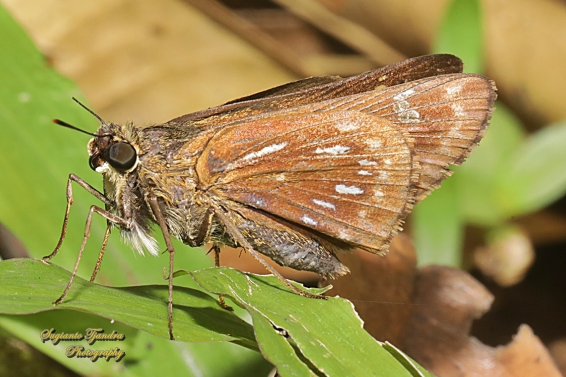 Skipper butterfly, the banded straw ace, Pithauria marsena  Geotagged,Indonesia,Pithauria marsena,Winter