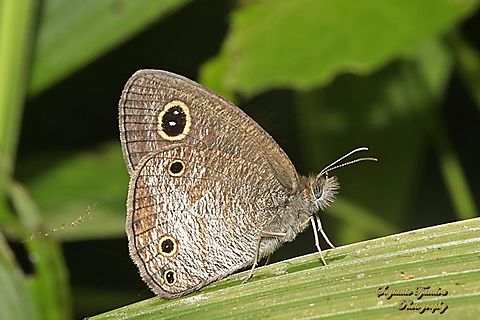 Java's Three Ring Buttefly, Ypthima nigricans Ssp nigricans  Geotagged,Indonesia,Winter,Ypthima nigricans