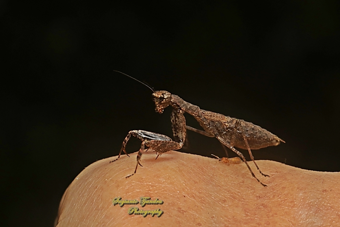 Brown praying mantis, Gonypeta Sp subfamily Gonypetinae.  Geotagged,Indonesia,Winter