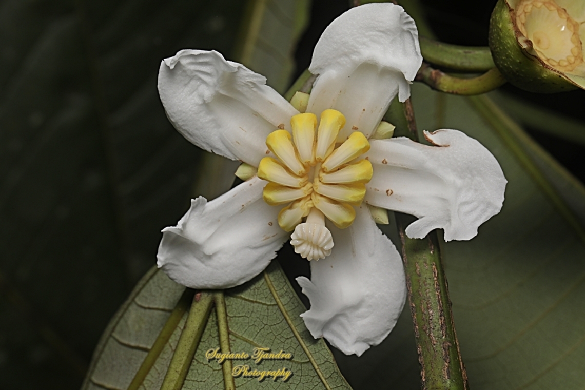 Harendong monyet (jambu tangkalak) flower, Bellucia axinanthera  Bellucia axinanthera,Geotagged,Indonesia,Winter
