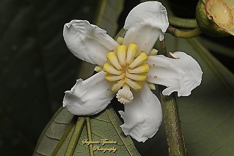 Harendong monyet (jambu tangkalak) flower, Bellucia axinanthera  Bellucia axinanthera,Geotagged,Indonesia,Winter