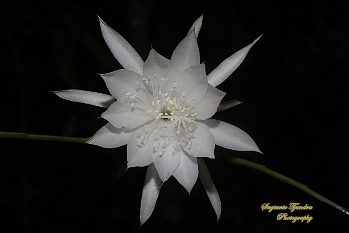 Wijaya Kusuma flower  (Queen of the night), Epiphyllum oxypetalum  Dutchman's pipe cactus,Epiphyllum oxypetalum,Geotagged,Indonesia,Winter