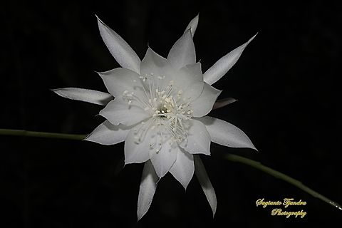 Wijaya Kusuma flower  (Queen of the night), Epiphyllum oxypetalum  Dutchman's pipe cactus,Epiphyllum oxypetalum,Geotagged,Indonesia,Winter