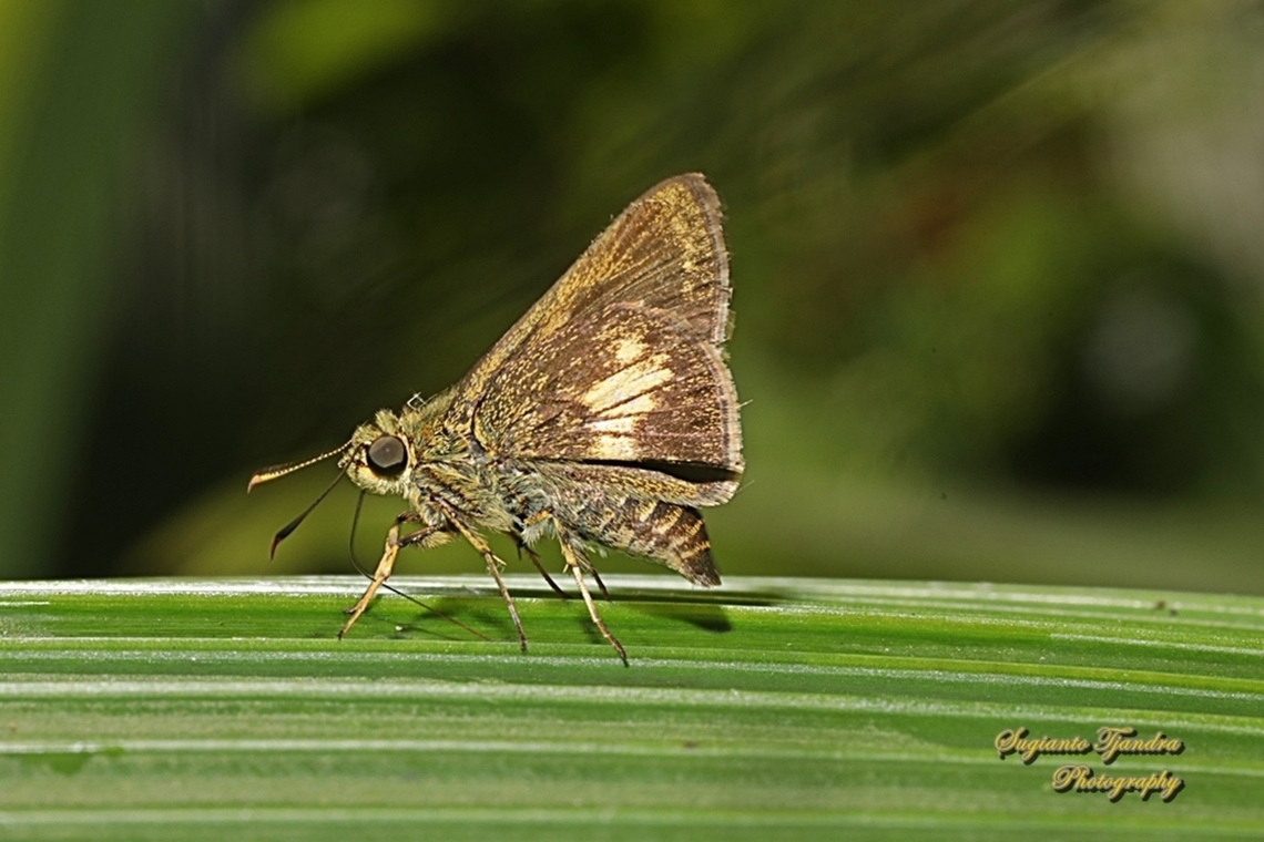 Skipper butterfly, Halpe porus (Moore's ace), family Hesperiidae  Geotagged,Halpe porus,Indonesia,Moore's Ace,Winter