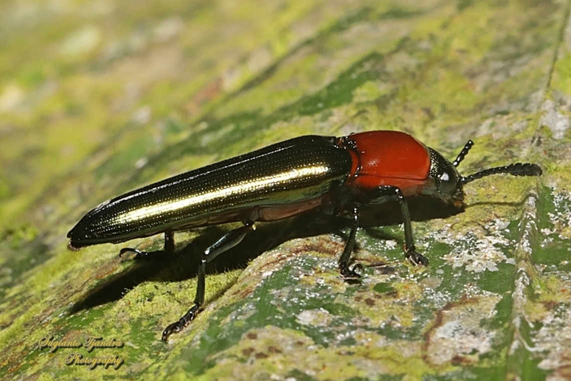 Lizard Beetle, Languriinae, family Erotydae  Geotagged,Indonesia,Winter