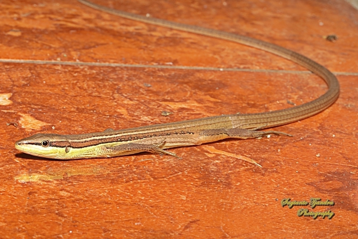 Oriental Long-tailed Grass Lizard, Takydromus sexlineatus  Geotagged,Indonesia,Oriental Long-tailed Grass Lizard,Takydromus sexlineatus,Winter