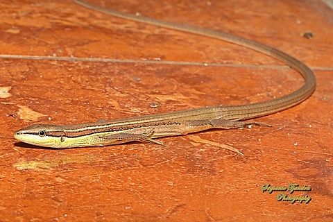 Oriental Long-tailed Grass Lizard, Takydromus sexlineatus  Geotagged,Indonesia,Oriental Long-tailed Grass Lizard,Takydromus sexlineatus,Winter
